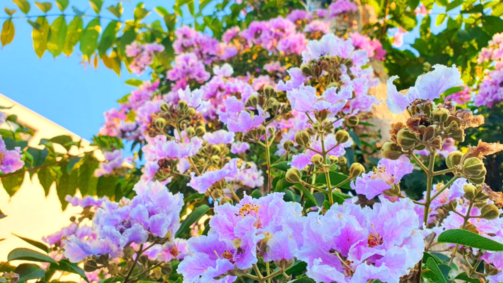 Cách trồng Hoa Tường Vi